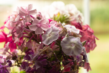 bouquet of delicate pink flowers of the garden plant phlox
