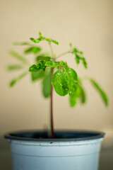 Young moringa tree growing in a pot