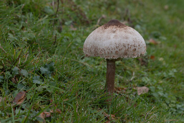 Parasol. speisepilz, herbst, kochen.