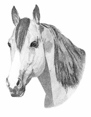 Buckskin Horse Pen and Ink Portrait