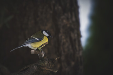 Fototapeta premium great tit, parus major, is perching on a swiss stone pine at a cold winter day
