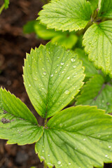 natural background with garden strawberry leaves covered with large drops of rain