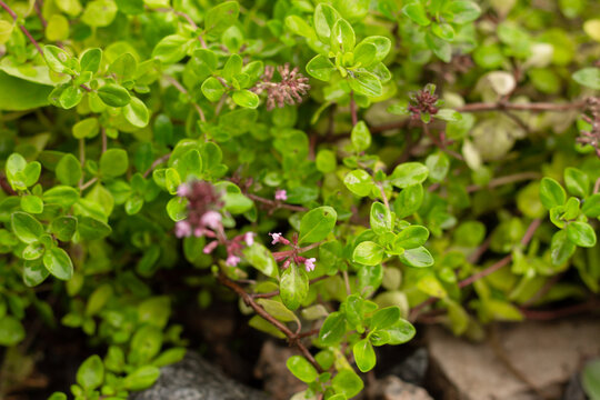 natural background with leaves and inflorescences of a garden plant creeping thyme
