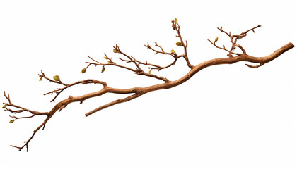 Dry twig isolated on white background