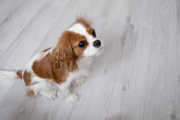 Close-up portrait of a cute puppy. Face og the dog on grey background.  Cavalier King Charles Spaniel Blenheim