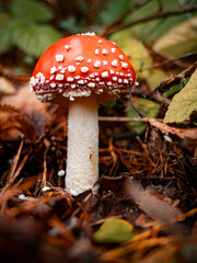 Jesienne barwy , las © Mariusz