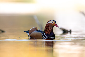 FAUNA SALVAJE EN EL LAGO DE BANYOLES CON PATOS ALUNADE, FOCHAS Y PATOS PANDARINES