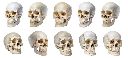 Human skull collection isolated on transparent background. 