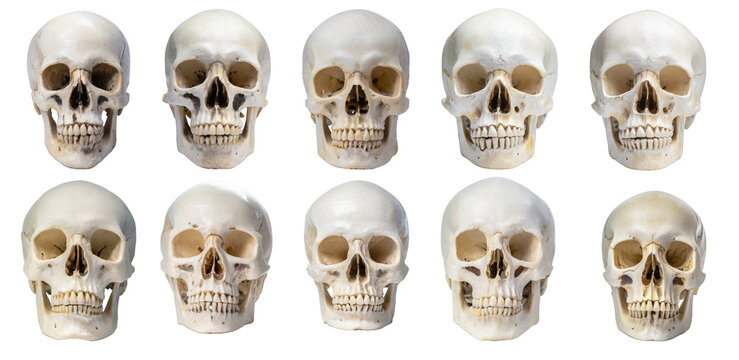 Human skull collection isolated on transparent background. 