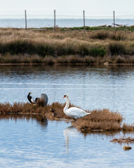 Scenic sight in Tarquinia salt flats natural reserve. Province of Viterbo, Lazio, Italy.