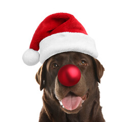 Adorable dog in Santa hat having red Christmas ball nose isolated on white