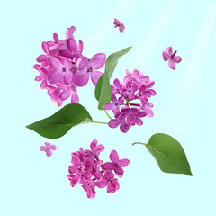 Beautiful lilac flowers and green leaves falling on light blue background