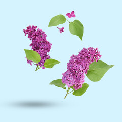 Beautiful lilac flowers and green leaves falling on light blue background
