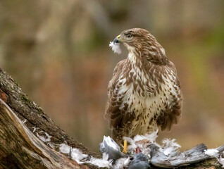 Buzzard plucking and eating a pigeon in the woodland 