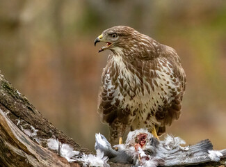 Buzzard plucking and eating a pigeon in the woodland 