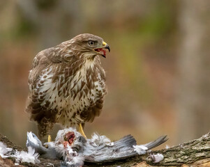 Buzzard plucking and eating a pigeon in the woodland 