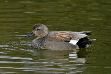 Gadwall // Schnatterente (Mareca strepera)