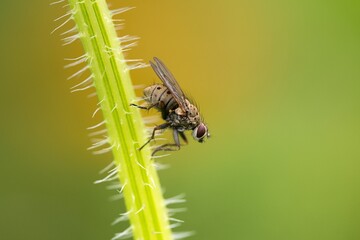 macro of a fly