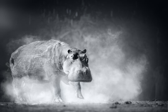 Hippopotamus, artist's black and white photograph of a hippo on the banks of the Zambezi River, Mana Pools national park, Zimbabwe. Ideal for poster projects.