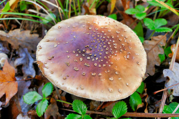 Close up of a mature specimen of Amanita Pantherina, also known as Panther Cap, showing a flattened cap covered in warts 