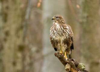 Large bird of prey, buzzard, perched on a branch in the forest