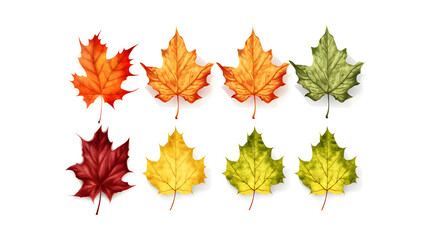 Set of autumn maple leaves isolated on white background