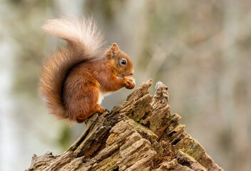 Cute little scottish red squirrel in the woodland searching for nuts