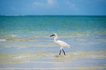 Fototapeta na wymiar Great Egret,also known as common egret, large egret or great white heron.On the water