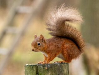 Naklejka na ściany i meble Cute little scottish red squirrel in the woodland searching for nuts