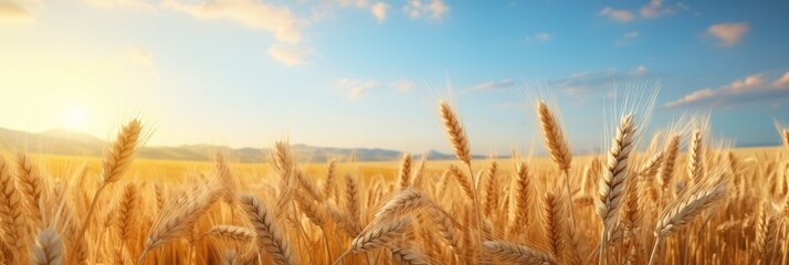 Wheat Field. Field and. Sky