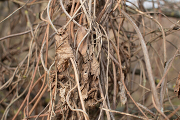 Dry wild vine at autumn	