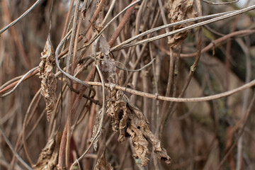 Dry wild vine at autumn	