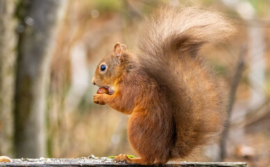 Cute little scottish red squirrel in the woodland searching for nuts