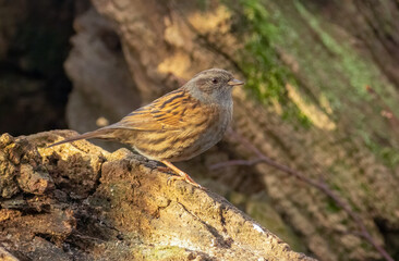 Dunnock, hedge sparrow perched on an old branch in the forest