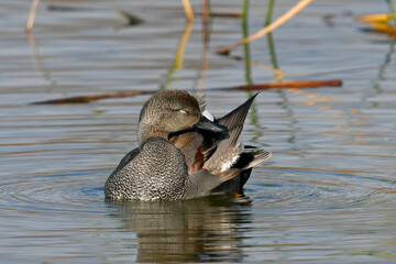 Schnatterente // Gadwall (Mareca strepera)