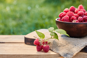 Fresh raspberry in ceramic bowl on orchard background. Harvest of ripe raspberries in summer...