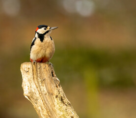 Great spotted woodpecker bird in the forest