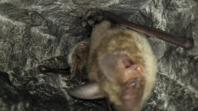 Close up strange animal Greater mouse-eared bat pair Myotis myotis hanging upside down in the hole of the cave and going to sleep for hibernation. Wildlife photography.