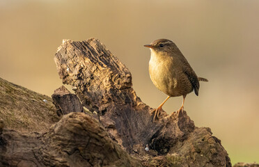 Tiny wren bird in the woodland
