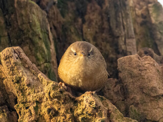 Tiny wren bird in the woodland