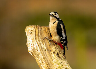 Great spotted woodpecker bird in the forest