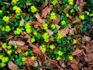 Autumn leaves on the ground and yellow flowers