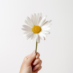 Female hand holding a daisy flower on white background, Generative AI