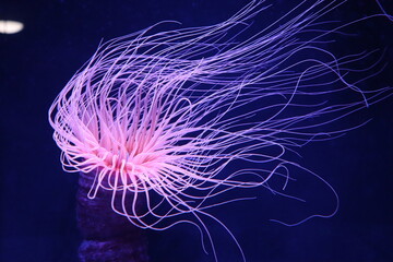 tentaculos anemona