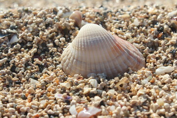 Concept of fresh sea air on the beach on a winter day and mussels among the sand