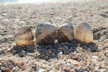 Concept of fresh sea air on the beach on a winter day and mussels among the sand