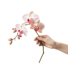 Female hand holding a orchid on white background, Generative AI