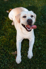 Dog, a young Labrador retriever in autumn walks on a green lawn. Happy pet on a walk.