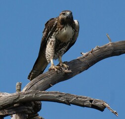 Red Tailed Hawk on Mt.Lemmon