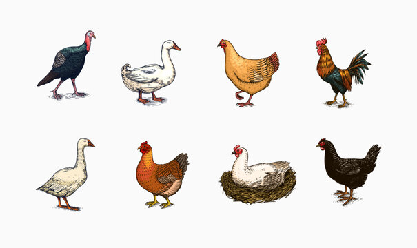 Domestic Chicken bird. Turkey guinea fowl goose duck quail. Hand drawn. Engraved Farm animal. Old monochrome sketch. Retro template.